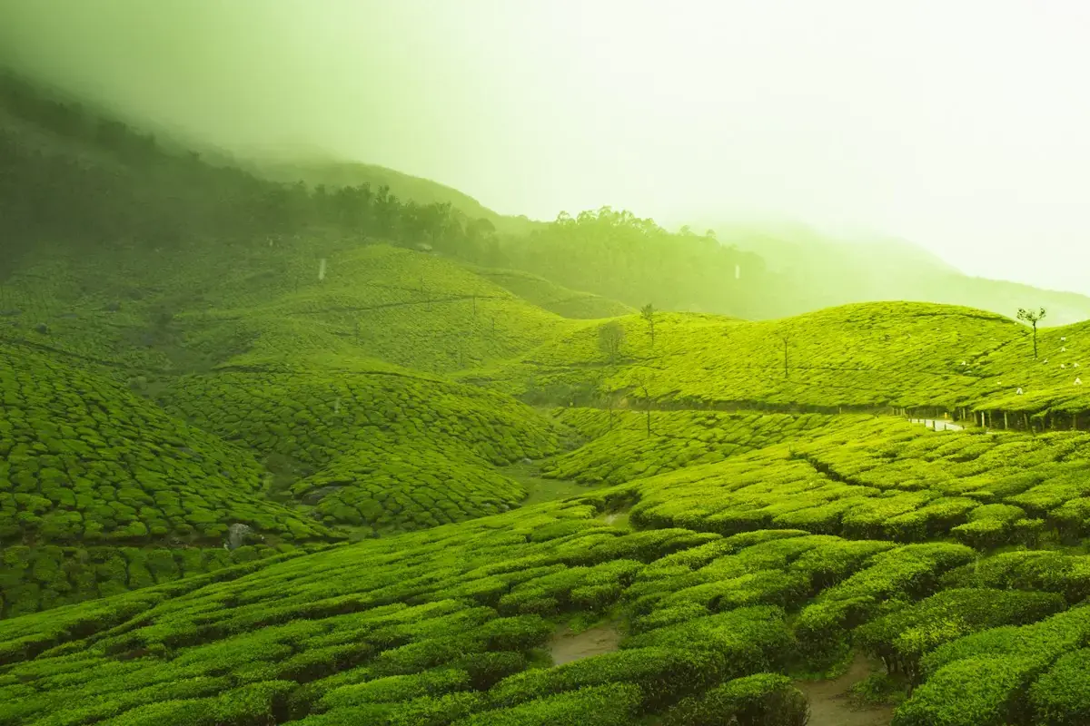 Misty tea gardens on the hills of Munnar